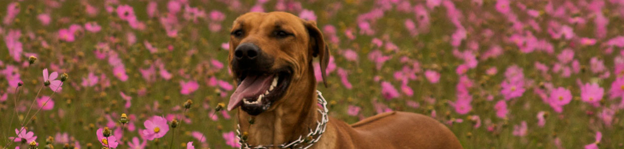 _¿Eres el mejor amigo de tu perro?_