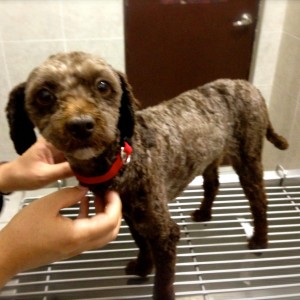 Brownie